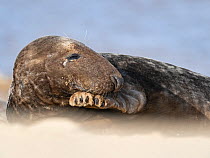 Grey seal (Halichoerus grypus) male, North Norfolk, England, UK, March.