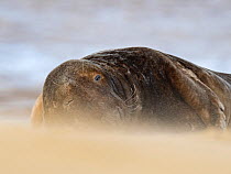Grey seal (Halichoerus grypus) male on beach, North Norfolk, England, UK, March.