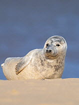 Grey seal (Halichoerus grypus) pup, North Norfolk, England, UK, March.