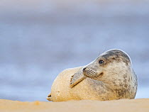 Grey seal (Halichoerus grypus) pup, North Norfolk, England, UK, March.