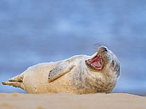 Grey seal  (Halichoerus grypus) pup yawning, North Norfolk, England, UK, March.