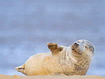 Grey seal  (Halichoerus grypus) pup, North Norfolk, England, UK, March.