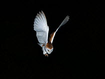 Barn owl (Tyto alba) in flight at night, North Norfolk, England, UK. March.