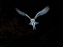 Barn owl (Tyto alba) in flight at night, North Norfolk, England, UK, March.