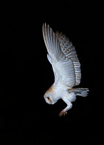 Barn owl (Tyto alba) in flight at night, about to land, North Norfolk, England, UK, March.