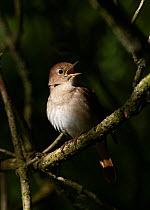 Nightingale (Luscinia megarhynchos) male in song, Lodge Hill, Kent, May