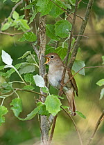 Nightingale (Luscinia megarhynchos) male singing, Lodge Hill, Kent, May