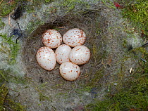 Great tit (Parus major) clutch of eggs in nest in nest box, garden Norfolk, England, UK, May.