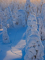 Mountain hare (Lepus timidus) footprints in snow, among Spruce trees cloaked in snow Ruka Peak, Kuusamo, Finland. January.
