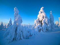 Spruce trees cloaked in snow Ruka Peak, Kuusamo, Finland. January.