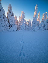 Mountain hare (Lepus timidus) footprints in snow, with Spruce trees cloaked in snow Ruka Peak, Kuusamo, Finland. January.