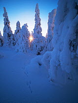 Mountain hare (Lepus timidus) footprints in snow, with Spruce trees cloaked in snow Ruka Peak, Kuusamo, Finland. January.