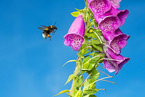 Garden bumblebee (Bombus hortorum) worker flying to Foxglove (Digitalis purpurea) Monmouthshire, Wales, UK, June.
