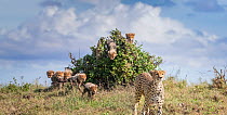 Cheetah (Acinonyx jubatus) female and cubs changing location in order to avoid predators, cubs emerging from a bush. Brood of seven cubs, a record for the area. Masai Mara National Reserve, Kenya.