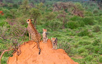 African cheetah (Acinonyx jubatus) female and two cubs on mound, looking in opposite directions for prey. Masai Mara National Reserve, Kenya.