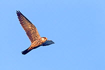 Amur falcons (Falco amurensis) female in flight during migration, Nagaland, India. October.