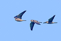 Amur falcon (Falco amurensis) female flying sequence, composite image, Nagaland, India. October.