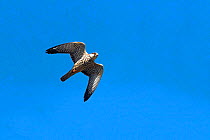 Amur falcon (Falco amurensis) female in flight, during migration, Nagaland, India. October.