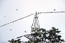 Amur falcons (Falco amurensis) perched on electrical wire during migration, Nagaland, India. October.