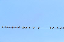 Amur falcons (Falco amurensis) perched on wire during migration, Nagaland, India. October.