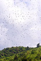 Amur falcon (Falco amurensis) large flock during migration. Nagaland, India. October.