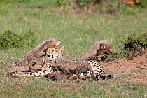 Cheetah (Acinonyx jubatus) female and cubs, five cubs suckling and playing around resting mother. Brood of seven cubs, a record for the area. Masai Mara National Reserve, Kenya.