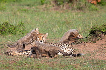 Cheetah (Acinonyx jubatus) cubs playing around resting mother. Brood of seven cubs, a record for the area. Masai Mara National Reserve, Kenya.