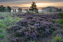 Heathland with Common heather (Calluna vulgaris) and scattered trees, mist in valley at dawn. Klein Schietveld, Brasschaat, Belgium. August 2019.