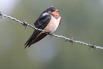 Barn Swallow; (Hirundo rustica), juvenile, Klein Schietveld, Brasschaat, Belgium. August.