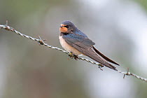 Barn swallow (Hirundo rustica) juvenile perched on barbed wire. Klein Schietveld, Brasschaat, Belgium. August.