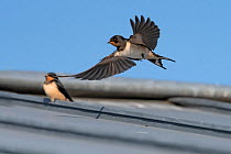 Barn swallow (Hirundo rustica) two juveniles, one in flight, the other resting on roof. Klein Schietveld, Brasschaat, Belgium. August.
