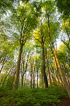 Beech (Fagus sylvatica) forest, low angle view. Peerdsbos, Brasschaat, Belgium. April 2019.