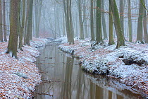 Beech (Fagus sylvatica) woodland reflected in stream, snow on banks. Laarse Beek, Peerdsbos, Brasschaat, Belgium. January 2019.