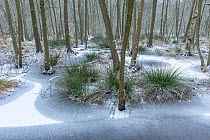 Frozen pond with encroaching trees and tussocks. Peerdsbos, Brasschaat, Belgium. January.