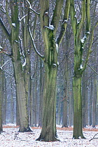 Beech (Fagus sylvatica) woodland in snow. Peerdsbos, Brasschaat, Belgium. February.