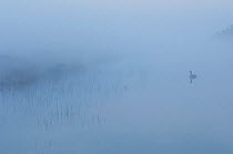 Canada goose (Branta canadensis) goose reflected in drain canal, in mist at dawn. Groot Schietveld, Wuustwezel, Belgium. May 2010.