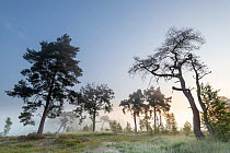 Scot&#39;s pine (Pinus sylvestris) and Common oak (Quercus robur) trees in early morning mist. Klein Schietveld, Brasschaat, Belgium. July 2019.
