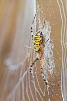 Wasp spider (Argiope bruennichi) on dew covered web. Peerdsbos, Brasschaat, Belgium. August.