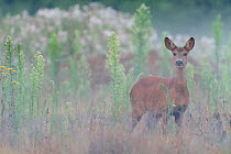 Roe deer (Capreolus capreolus) doe standing in grassland. Peerdsbos, Brasschaat, Belgium. July.