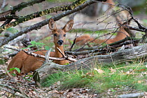 Roe deer (Capreolus capreolus) doe sitting amongst logs. Peerdsbos, Brasschaat, Belgium. July.