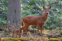 Roe deer (Capreolus capreolus) buck in woodland. Peerdsbos, Brasschaat, Belgium. August.