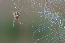 Bordered orb-weaver spider (Neoscona adianta) on dew covered web, Peerdsbos, Brasschaat, Belgium. July.