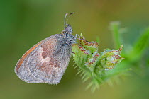 Small heath butterfly (Coenonympha pamphilus), wing covered in dew droplets. Klein Schietveld, Brasschaat, Belgium. August.