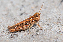 Mottled grasshopper (Myrmeleotettix maculatus) female. Klein Schietveld, Brasschaat, Belgium. August.