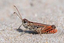 Mottled grasshopper (Myrmeleotettix maculatus) male. Klein Schietveld, Brasschaat, Belgium. August.