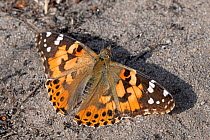 Painted lady (Vanessa cardui) butterfly resting on ground. Klein Schietveld, Brasschaat, Belgium. August.
