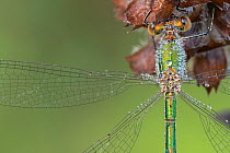 Small emerald damselfly (Lestes virens) female resting, body covered in dew droplets, close up. Klein Schietveld, Brasschaat, Belgium. August.