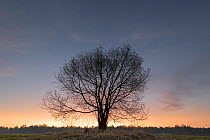 Alder buckthorn (Frangula alnus) tree at dawn. Klein Schietveld, Brasschaat, Belgium. April.