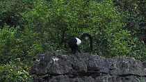 Delacour's langur (Trachypithecus delacouri) leaping from trees to a cliff, Ninh Binh, Vietnam, 2018.