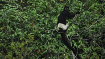 Delacour's langur (Trachypithecus delacouri) climbing a tree and exiting frame, Ninh Binh, Vietnam, 2018.